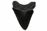 Serrated, Juvenile Megalodon Tooth - South Carolina #375942-1